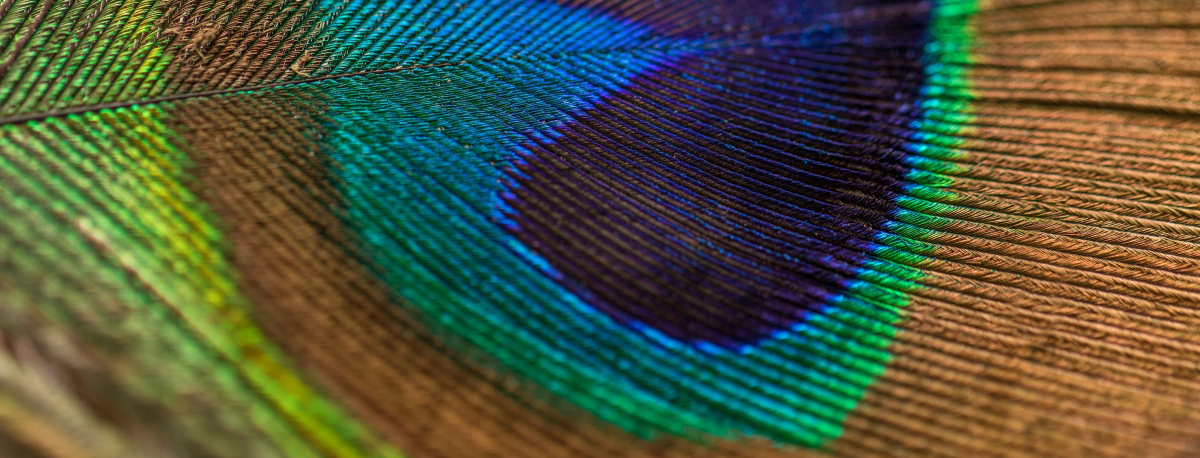 Close-up of a peacock feather