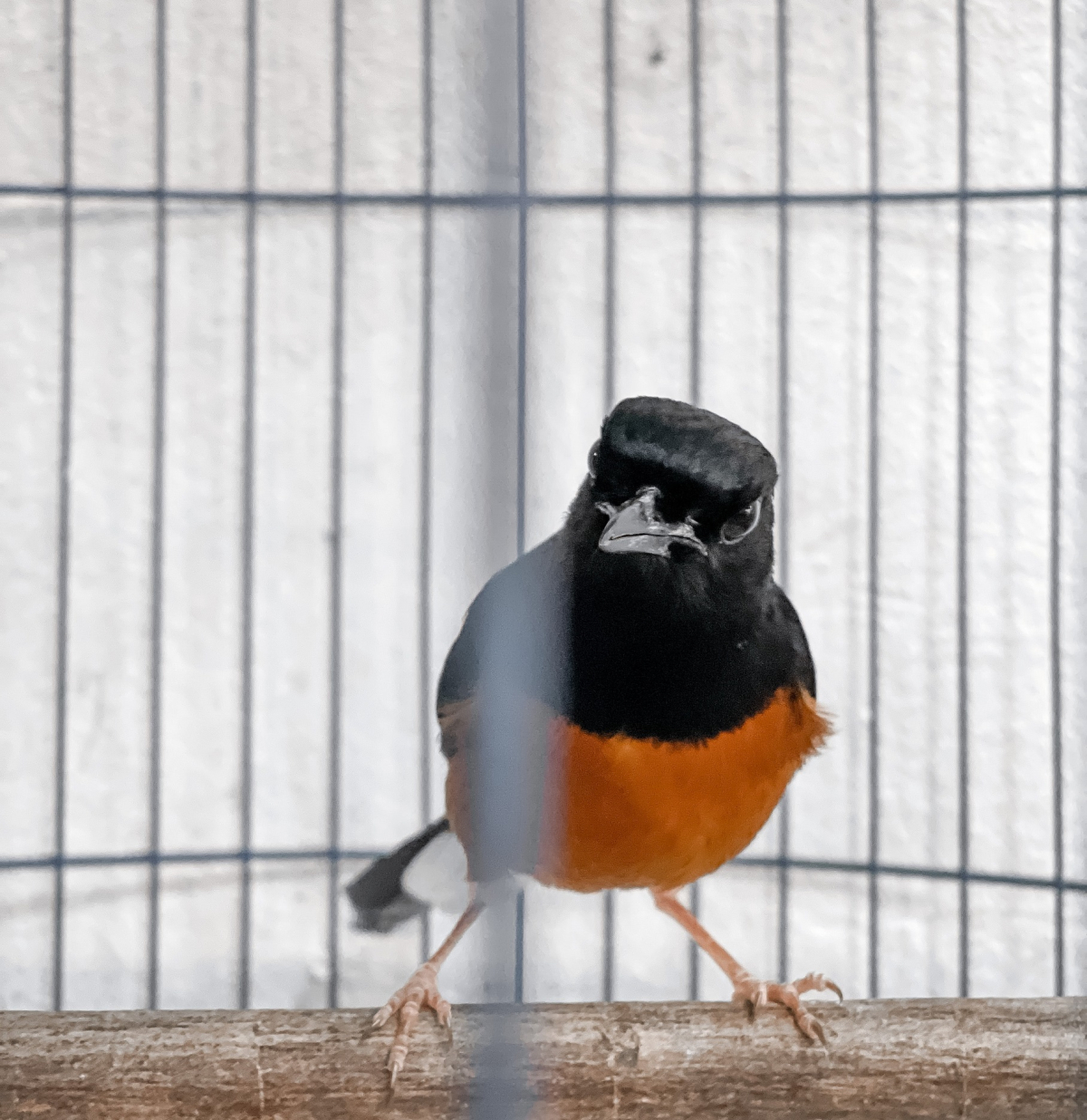 Bird cage