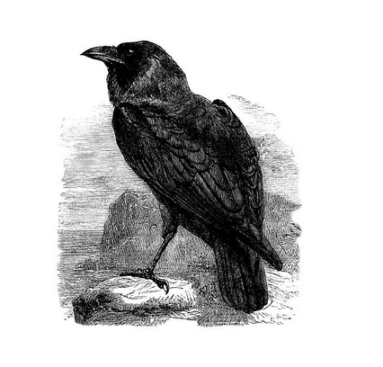 Crow